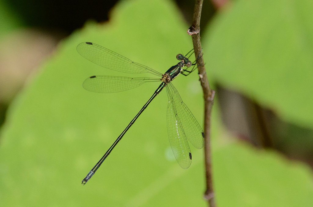 048 2014-06076085 Broad Meadow Brook, MA.JPG - Elegant Spreadwing (Lestes inaequalis). Damselfly. Broad Meadow Brook Wildlife Sanctuary, MA, 6-7-2014